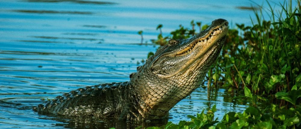 crocodile in Ventanilla lagoon