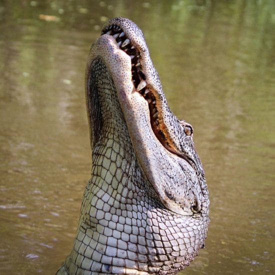 crocodile mouth