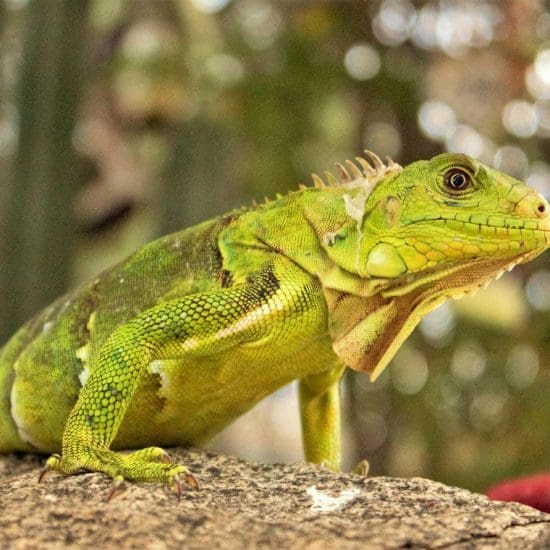 female iguana
