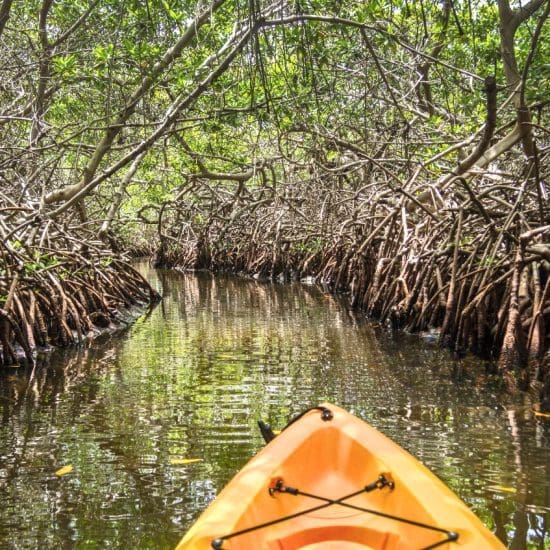 kayak in the mangrove