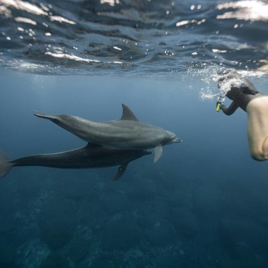 swimming with dolphins