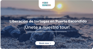 puerto escondido liberacion de tortugas