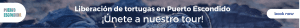 puerto escondido liberacion tortugas
