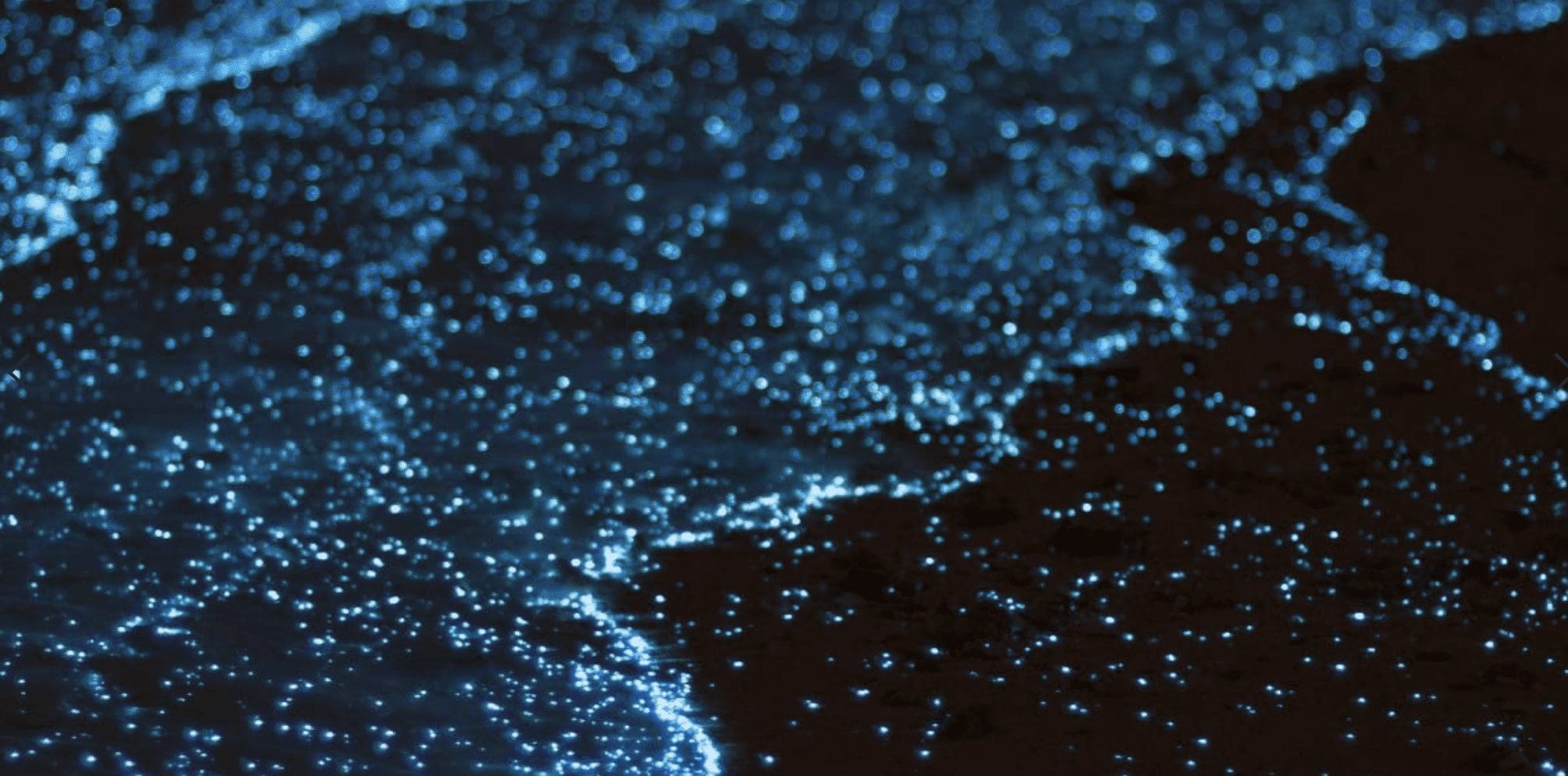 bioluminescence