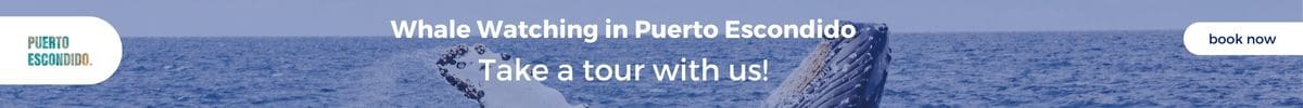 whale whatching puerto escondido